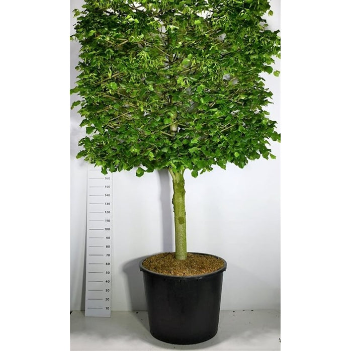 Stortbladig lind – Tilia platyphyllos - C350 110 cm. Halfstam leivorm
